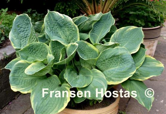 Hosta Pizzazz